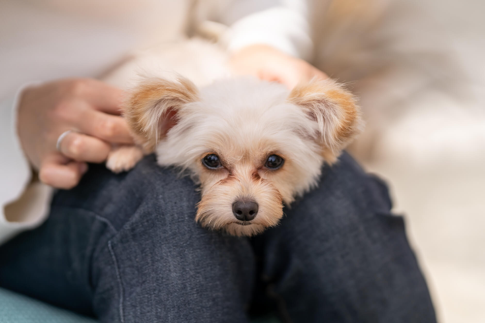 ポメプーの性格とは？特徴や飼い方など徹底解説